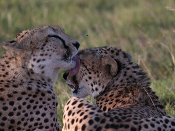 leopard licking another leopard's face