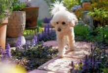 white poodle on purple flower field during daytime