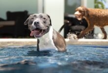 black and white american pitbull terrier mix puppy on water