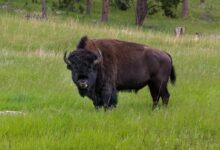 bison standing on grass field
