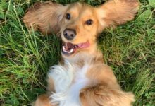 brown and white long coated small dog lying on green grass