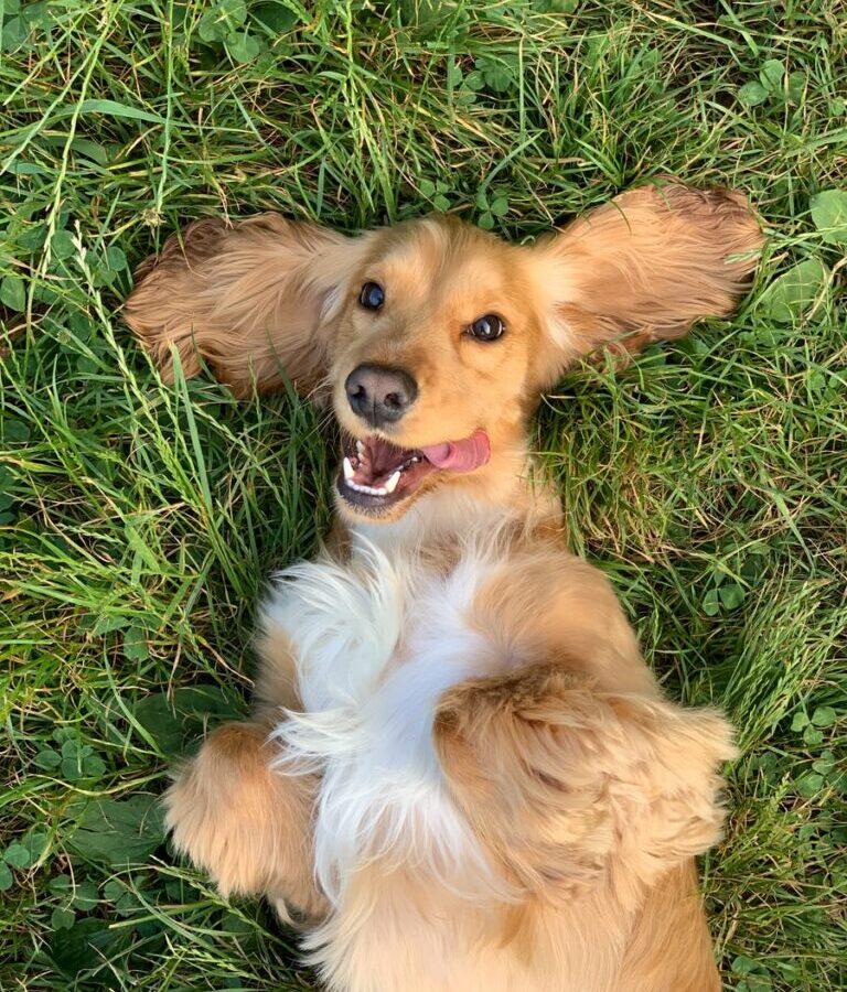 brown and white long coated small dog lying on green grass