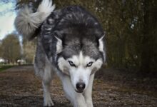 white and gray wolf