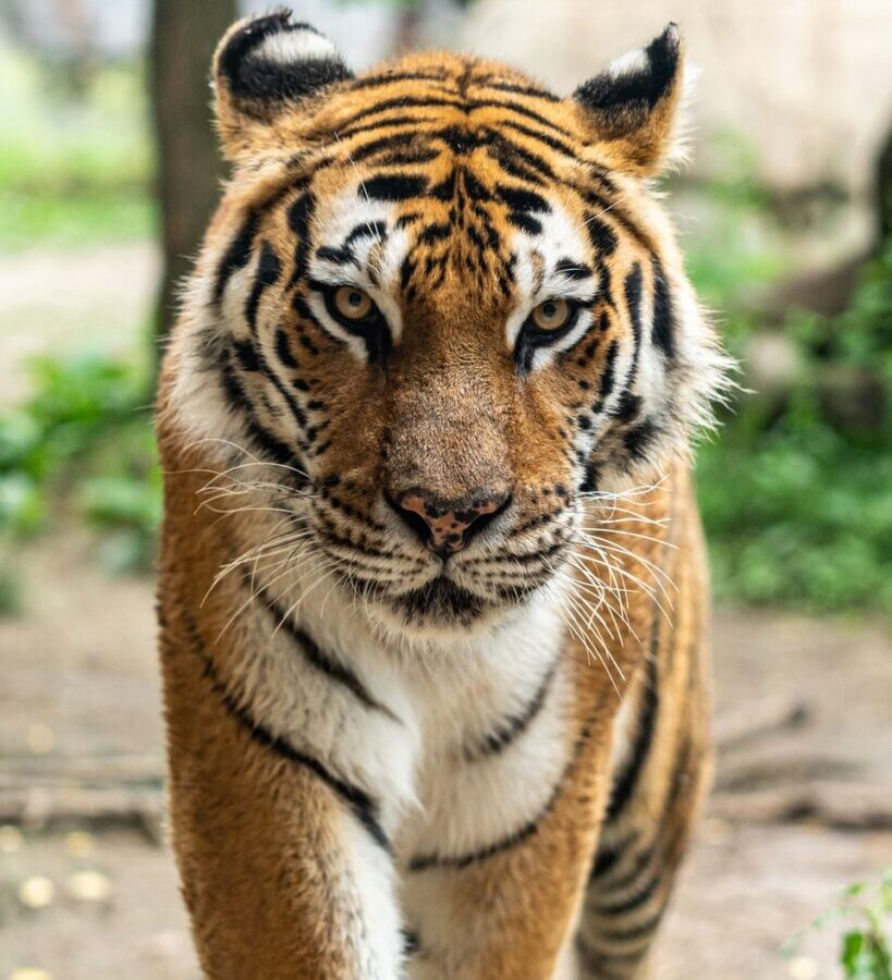 Bengal tiger