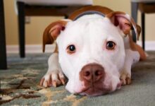 dog laying on area rug