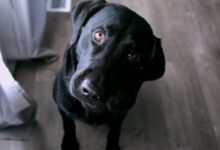 short-coated black dog sitting