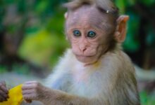 brown monkey holding fruit peel