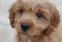 short-coated fawn dog