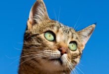 silver tabby cat