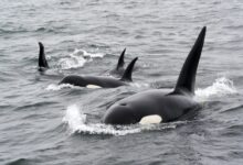 black and white whale on water during daytime