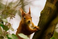 brown squirrel on tree branch