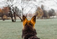black and tan german shepherd on green grass field during daytime