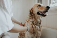 adult golden retriever taking a bath