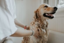 adult golden retriever taking a bath