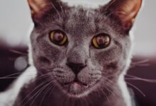 close-up photography of gray cat