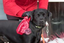 person wearing red jacket standing beside black dog
