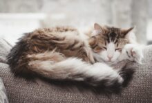 brown and white cat lying on gray textile