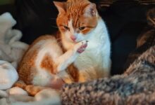 white and orange cat lying on bed