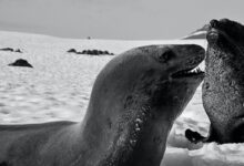 A leopard seal and Antarctic fur seal.