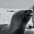 A leopard seal and Antarctic fur seal.