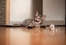 brown tabby cat on brown wooden table