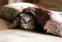 brown Scottish fold in brown thick-pile blanket