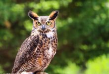 brown owl on brown tree branch during daytime
