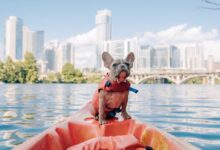 brown short coated dog on orange kayak