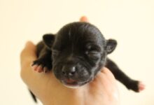 black short coated puppy on persons hand