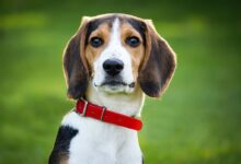 shallow focus photo of short-coated white, brown, and black dog