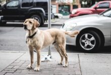 short-coated brown dog standing beside gray car parked on road