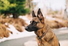 German shepherd near river and trees