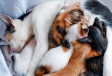 calico cat and black cat
