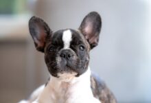 short-coated white and black puppy