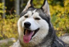 black and white siberian husky