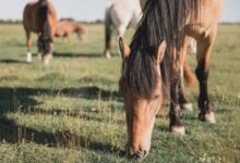 brown horse eating grass