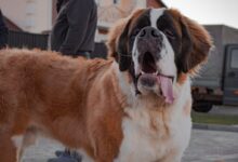brown and white saint bernard