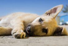 brown dog lying on pavement