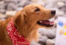 golden retriever wearing red and white scarf