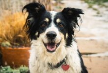 black and white border collie mix