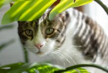 brown tabby cat on green leaf