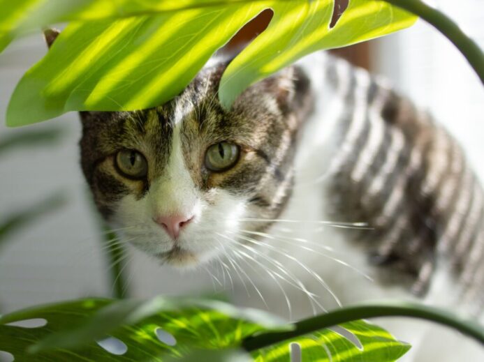 brown tabby cat on green leaf