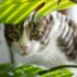 brown tabby cat on green leaf