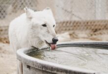 short-coated white dog drinking water from filled container