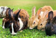 brown and black rabbit on green grass during daytime
