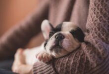 selective focus photography of puppy on sweater
