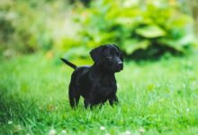 black puppy