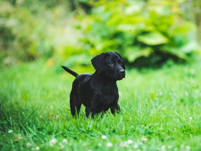 black puppy