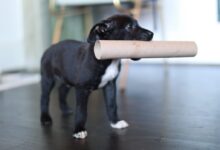 black and white short coated dog biting brown wooden stick
