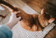 orange tabby cat on gray area rug